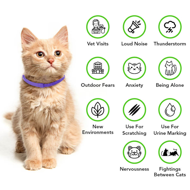 PawNest calming collar for cats