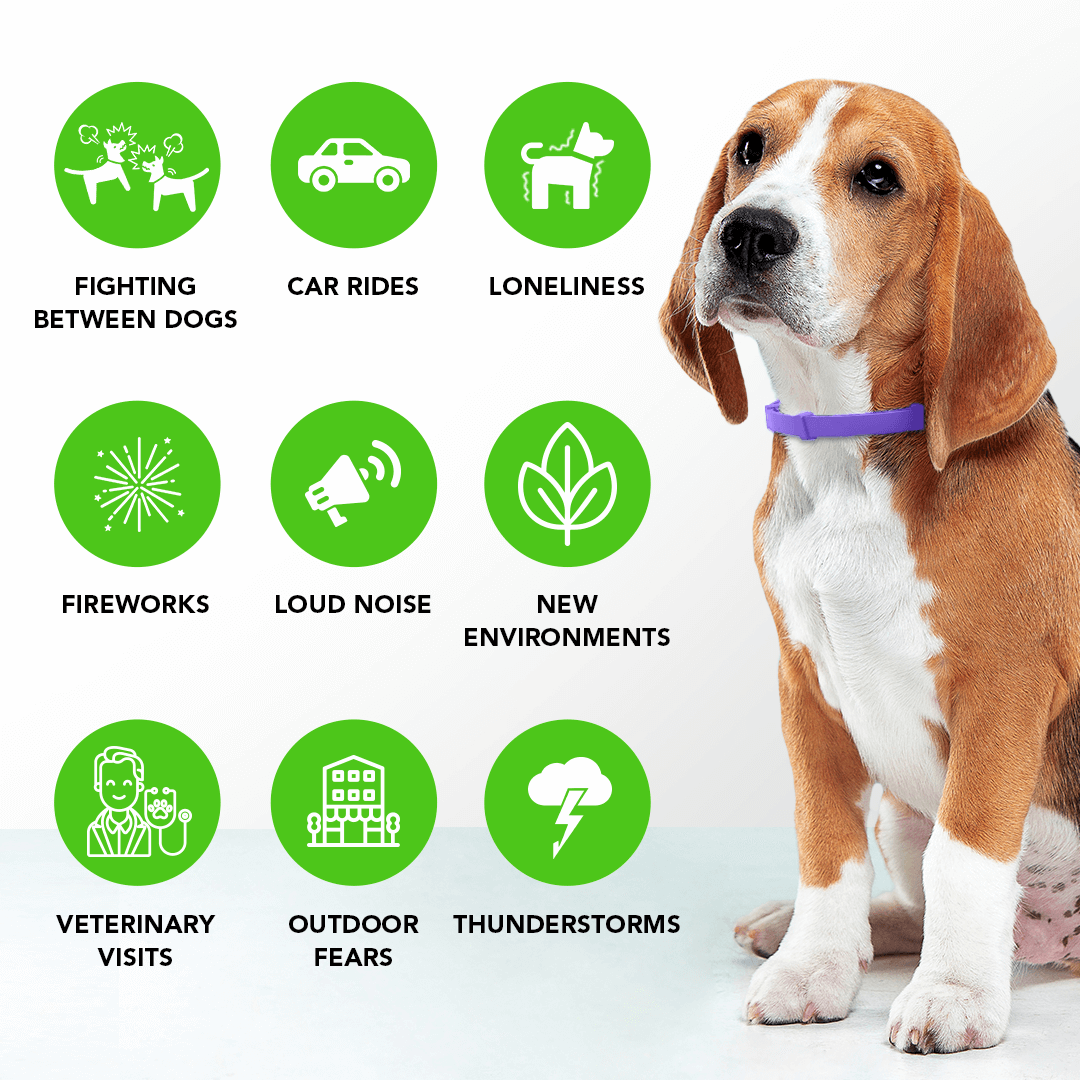 Image showcasing Buy FurLife™ Calming Collar for Dogs | Natural Pheromone