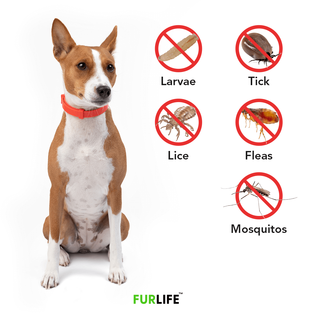 FurLife™ 8 Months Flea and Tick Free