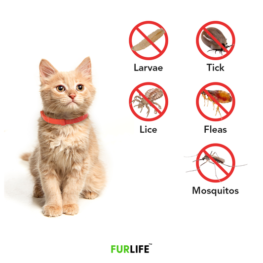 Image showcasing All Natural Flea & Tick Collar for Cats | 8 Months Protection