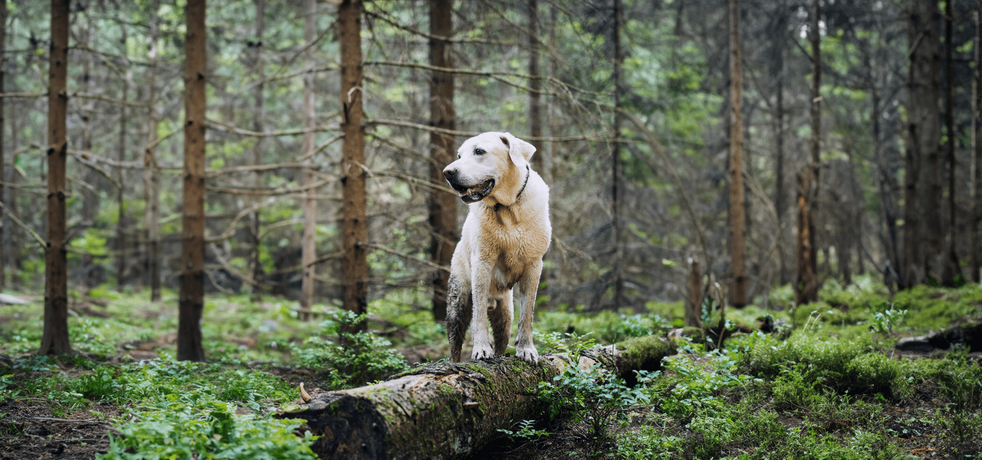 Dog happily standing in the forest