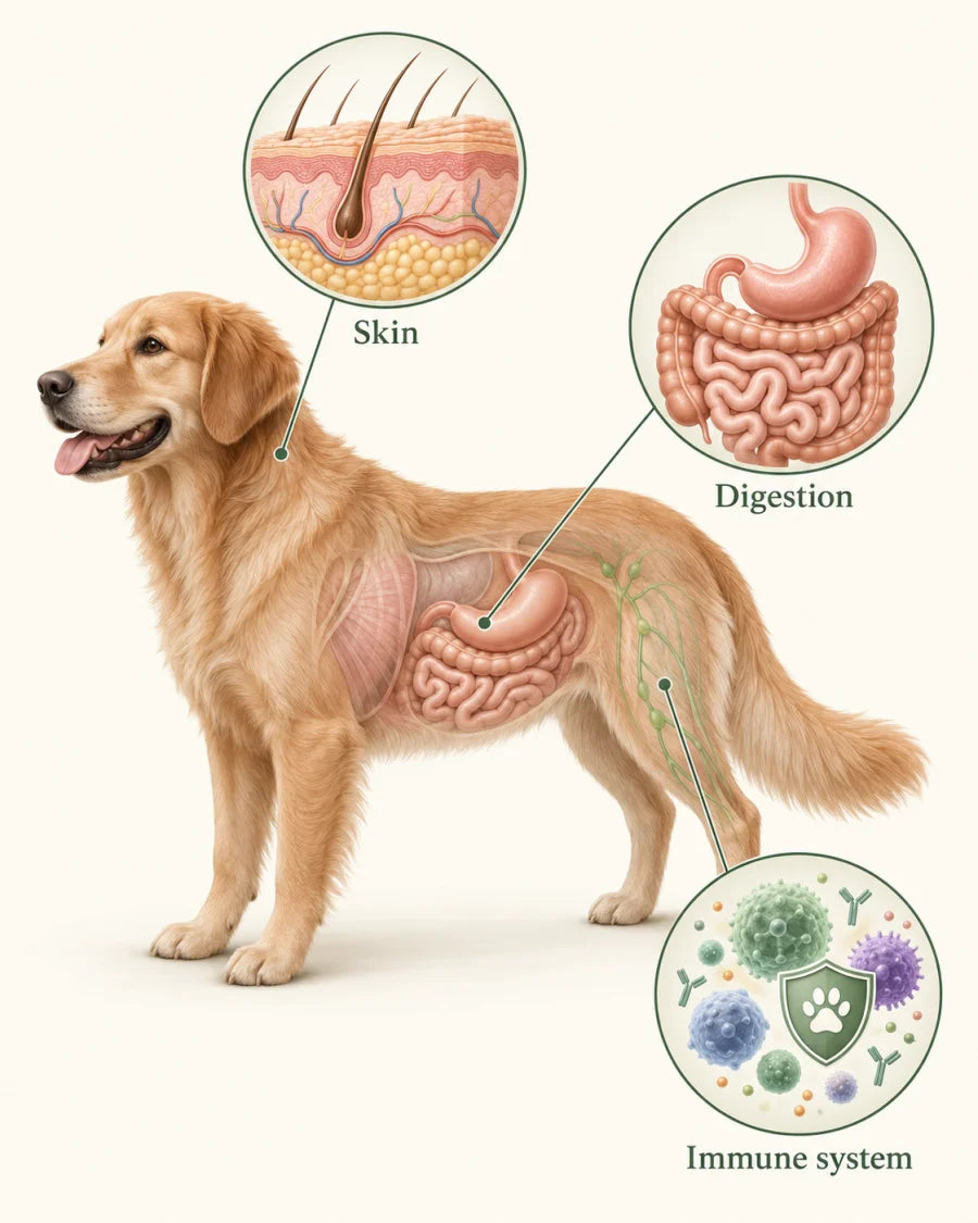 Illustrated overview of a dog’s skin, digestion and immune system
